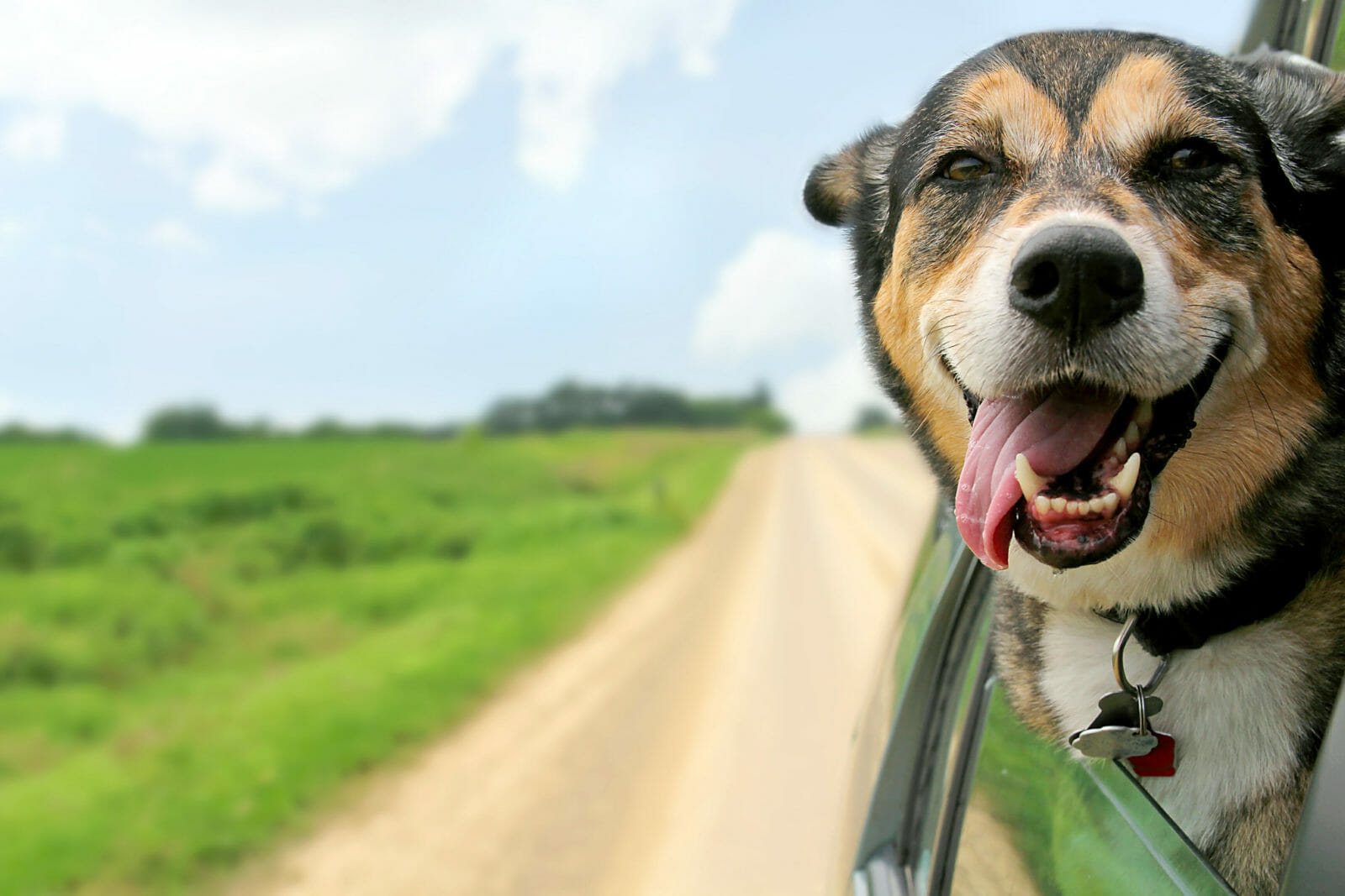 Introducing Roadie Pet Shipping
